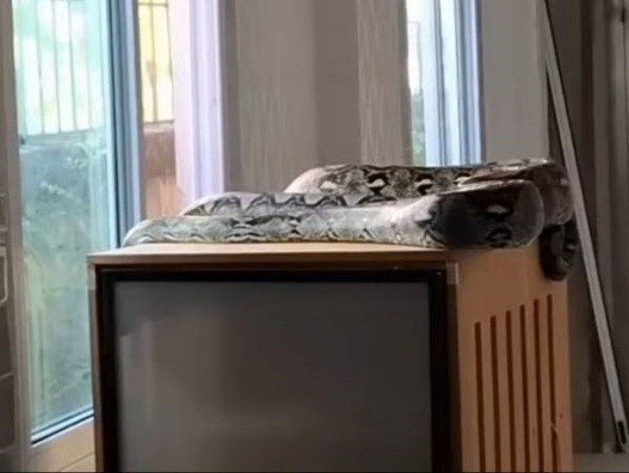 May mắn thay, sự cảnh giác bản năng đã giúp chúng thoát khỏi nanh vuốt của kẻ săn mồi trước khi có bất kỳ bi kịch nào xảy ra. Dù không bị thương nhưng chắc chắn chúng đã phải trải qua một cú sốc tinh thần lớn.