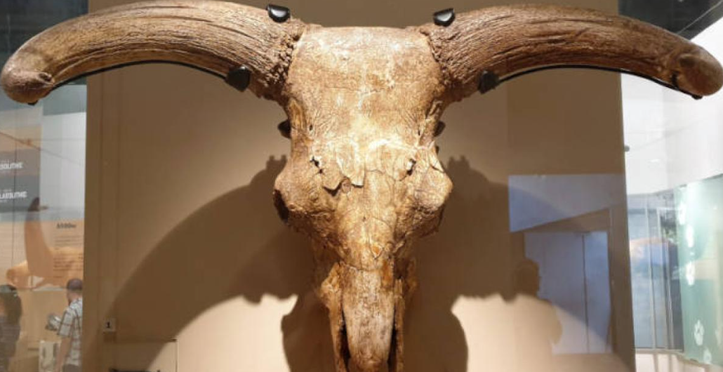 Mặc dù chúng ta không biết chính xác mục đích của những hộp sọ có sừng này là gì hoặc chúng được sử dụng như thế nào, nhưng bộ sưu tập độc đáo này chứng minh rằng, người Neanderthal sở hữu khả năng tư duy trừu tượng và hành vi mang tính biểu tượng cực kỳ sâu sắc, rõ nét. Ảnh: @Martín-Perea.