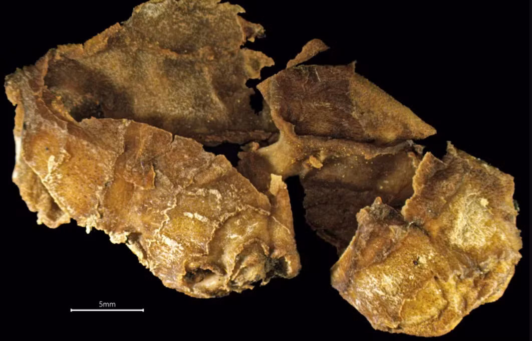 Nhiều phần còn lại của các loại thực vật vẫn còn thịt và vỏ quả, chúng vẫn còn màu, và nghệ tây vẫn giữ được mùi thơm đặc trưng sau 530 năm chìm trong nước. Ảnh: @Mikael Larsson và Brendan Foley.