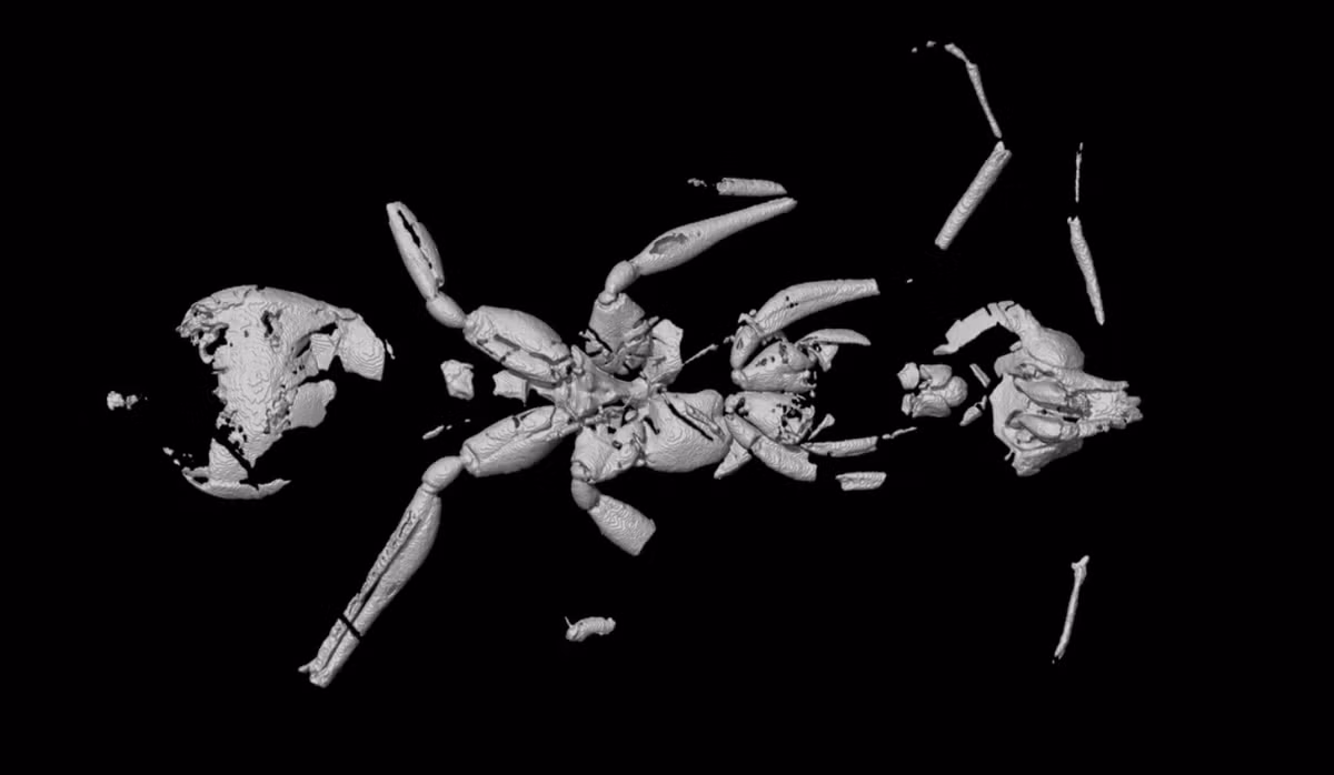 Bằng cách dùng phương pháp chụp cắt lớp vi tính có độ phân giải cao, một kỹ thuật hình ảnh tiên tiến có thể nhìn thoáng qua bên trong các mẫu vật được bao bọc trong đá mà không phải phá hủy chúng, các chuyên gia tại Bảo tàng Động Vật Học Museu de Zoologia da Universidade de São Paulo đã phát hiện, hóa thạch này thuộc về loài kiến ​​đã tuyệt chủng có tên khoa học là Haidomyrmecinae. Ảnh: @Odair M. Meira.