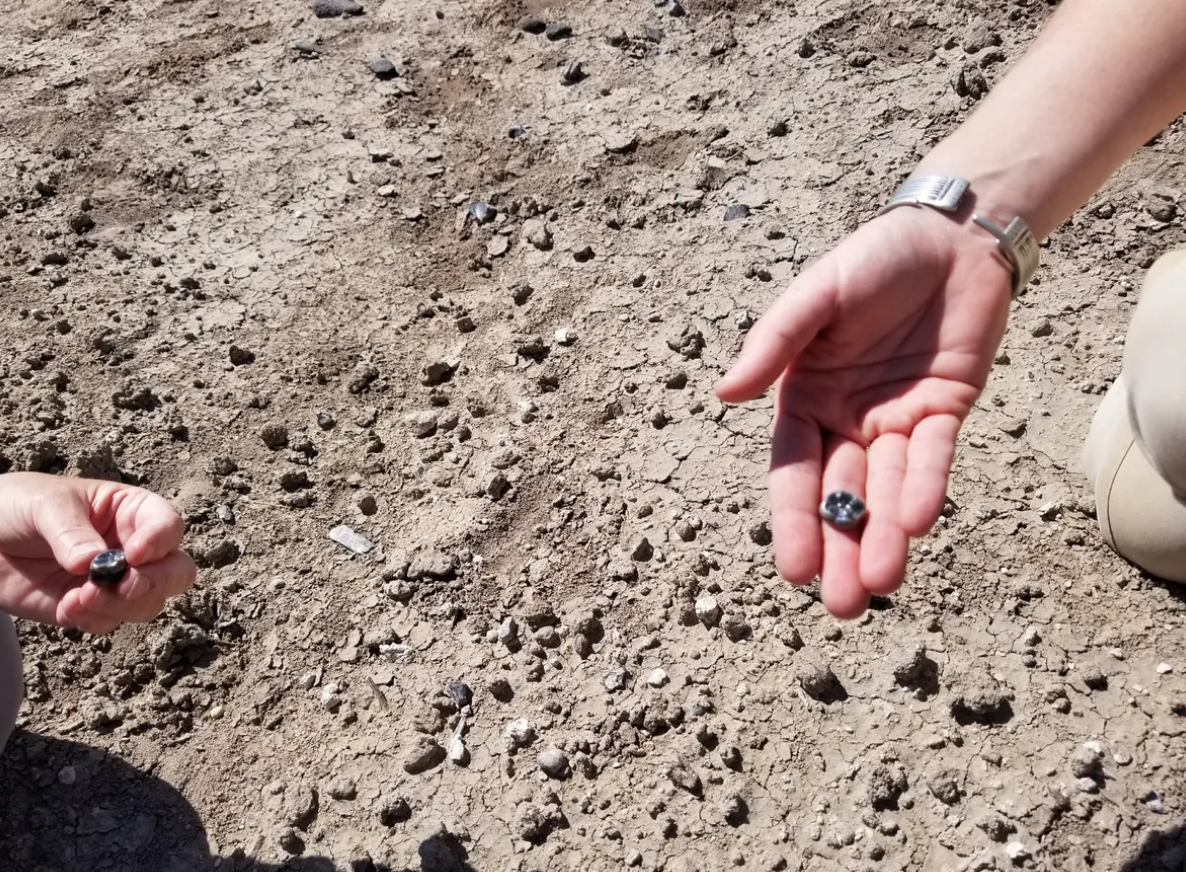 Cụ thể, nhóm nghiên cứu do Tiến sĩ Kaye Reed dẫn đầu đã tìm thấy 13 chiếc răng cổ. Ảnh: @Tiến sĩ Kaye Reed.