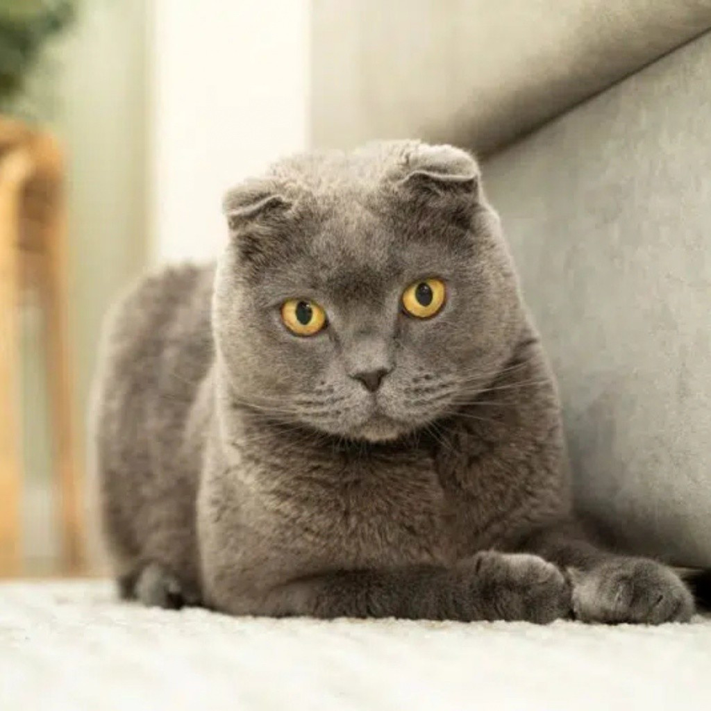 Cụ thể, vào khoảng 7h sáng ngày 5/8, tại một ngôi nhà hai tầng đang trong quá trình sửa chữa ở làng Thanakorn, tiểu khu Bang Mae Nang, huyện Bang Yai, người giúp việc của gia đình đã trải qua một cú sốc để đời. Khi bước vào căn phòng nuôi mèo để chăm sóc cho đàn thú cưng, bà đã chết lặng khi phát hiện một con trăn khổng lồ đang cuộn mình trên nóc một chiếc tủ cao. Kẻ đột nhập đáng sợ này đã lợi dụng một lỗ hổng trên trần nhà để trườn vào và mục tiêu của nó chính là 10 chú mèo đang sống trong phòng.