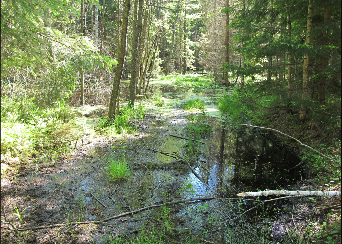 Trong sự tĩnh lặng tuyệt đối của một trong những khu rừng nguyên sinh rộng lớn cuối cùng của châu Âu, Puszcza Knyszyńska – hay Rừng Knyszyn ở biên giới phía đông bắc của Ba Lan, bên bờ biển Baltic, một nhóm bạn từ Grupa eksploracyjna przy Stowarzyszeniu “Wielki Las” (“Nhóm Thám hiểm Hiệp hội Rừng Lớn”) đã phát hiện ra nhiều vật thể lạ. Ảnh: @Wielki Las.