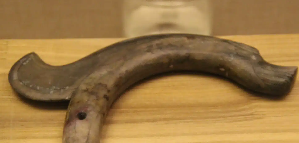 Theo hãng thông tấn Tân Hoa Xã, con rồng ngọc bích này hiện là con rồng ngọc bích lớn nhất từng được tìm thấy thuộc văn hóa Hồng Sơn. Ảnh: @Sun Jinsong.