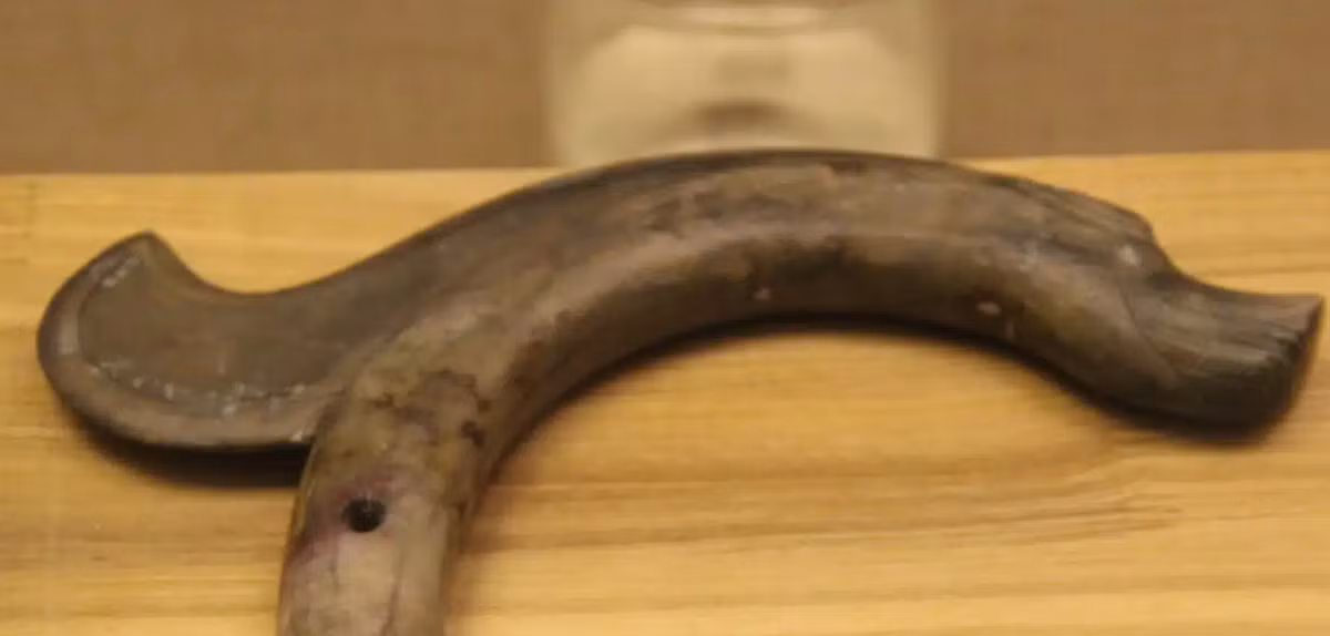 Theo hãng thông tấn Tân Hoa Xã, con rồng ngọc bích này hiện là con rồng ngọc bích lớn nhất từng được tìm thấy thuộc văn hóa Hồng Sơn. Ảnh: @Sun Jinsong.