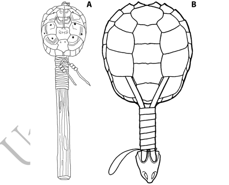 Đối với Tiến sĩ Tanya Peres, nghiên cứu này cho thấy vẫn còn nhiều câu hỏi cần các chuyên gia tìm hiểu sâu hơn về vai trò của rùa trong quần thể bản địa. Bà cho biết: "Chúng ta cần tiếp tục tập hợp thêm nhiều bằng chứng, và quan điểm khác nhau để có thể hiểu sâu sắc hơn về mối quan hệ giữa con người và động vật trong quá khứ". Ảnh: @Đại học bang Florida.