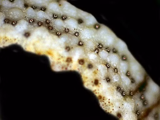 Mỗi mắt nhỏ ocelli này chứa một lớp sắc tố, một võng mạc và một thấu kính. Con người đã biết về mắt ocelli trong nhiều năm, nhưng không ai biết chúng được tạo thành từ gì, hoặc con chiton thực sự có thể nhìn thấy bao nhiêu % qua mắt nhỏ ocelli. Ảnh: @Microscopy UK.