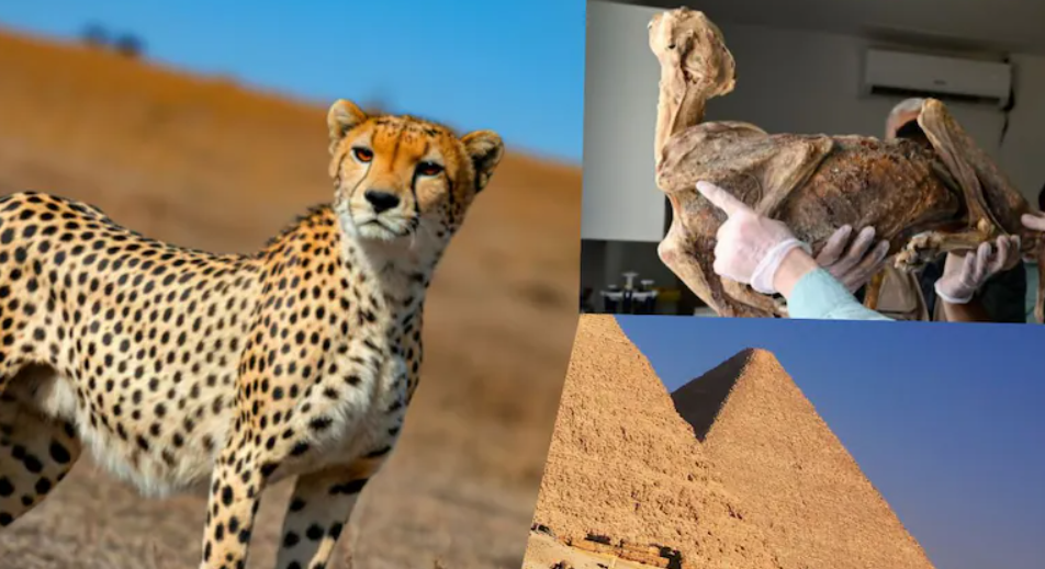 Nhà khoa học Joan Madurell-Malapeira thuộc trường Đại học Florence đã phát hiện ra hài cốt ướp xác của 7 con báo cheetah trong một hang động gần Arar ở phía bắc Ả Rập Xê Út. Ảnh: @Đại học Florence.