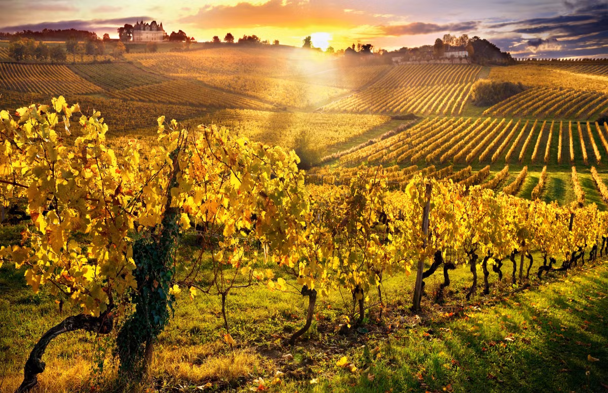 Theo công ty Ground Control Robotics (GCR), trọng tâm ban đầu là tự động hóa việc kiểm soát cỏ dại và theo dõi cây trồng trong các trang trại lâu năm, nơi máy móc truyền thống gặp nhiều khó khăn. Ảnh: @merrillwildblueberries.