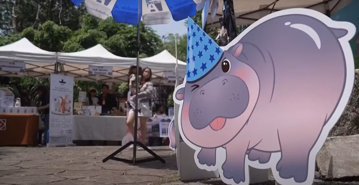 Và mới đây, Moo Deng đã được tổ chức sinh nhật lần đầu tiên tại Vườn thú mở Khao Kheow ở Thái Lan. Ảnh: @Vườn thú mở Khao Kheow.