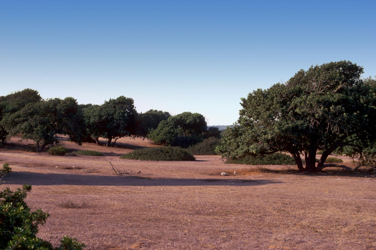 Trong quá trình khai quật ở quận Sharon Plain phía nam Samaria, Israel, các chuyên gia đến từ Cơ Quan Cổ Vật Israel bất ngờ tìm thấy tàn tích cổ xưa thú vị. Ảnh: @Cơ Quan Cổ Vật Israel.