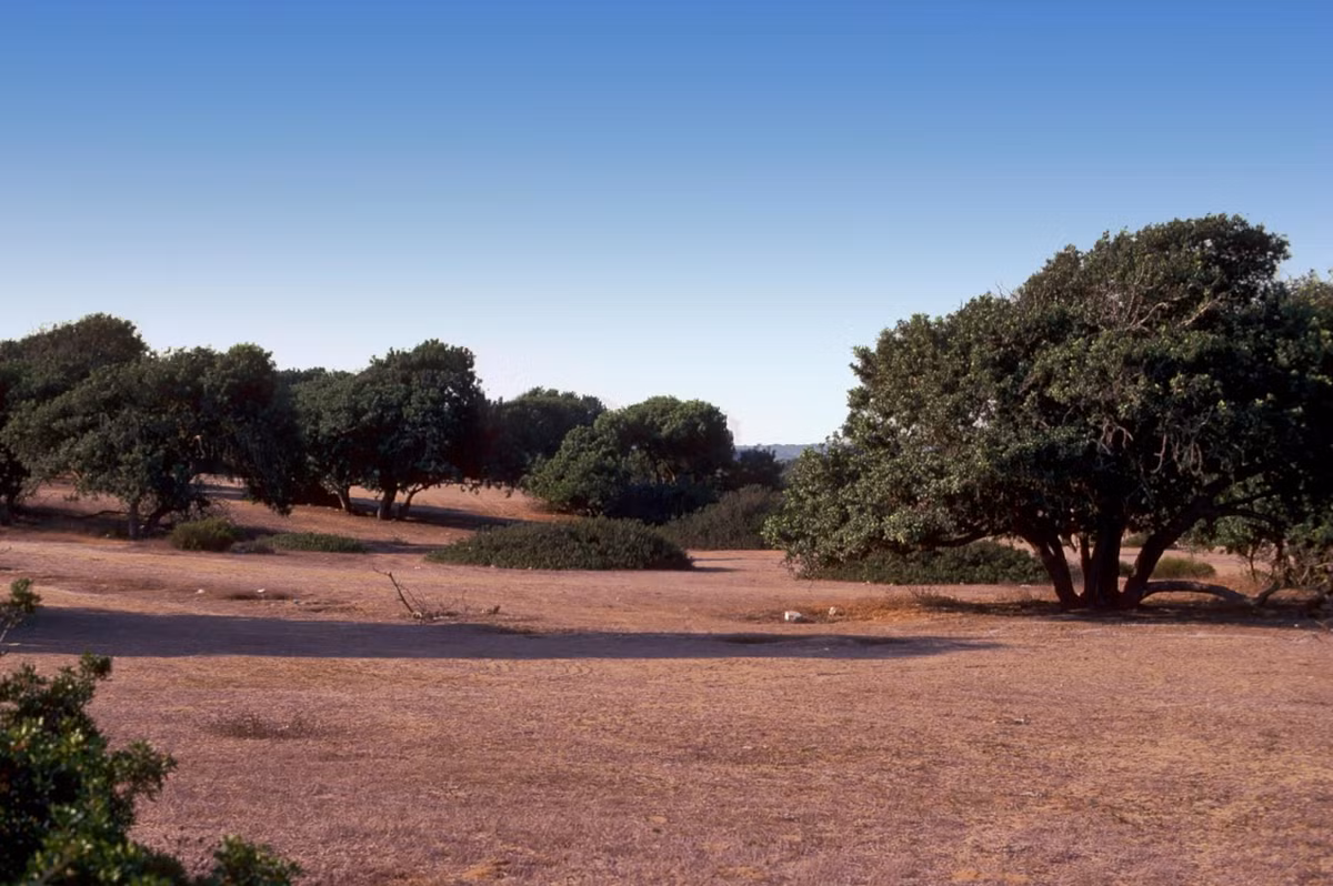 Trong quá trình khai quật ở quận Sharon Plain phía nam Samaria, Israel, các chuyên gia đến từ Cơ Quan Cổ Vật Israel bất ngờ tìm thấy tàn tích cổ xưa thú vị. Ảnh: @Cơ Quan Cổ Vật Israel.