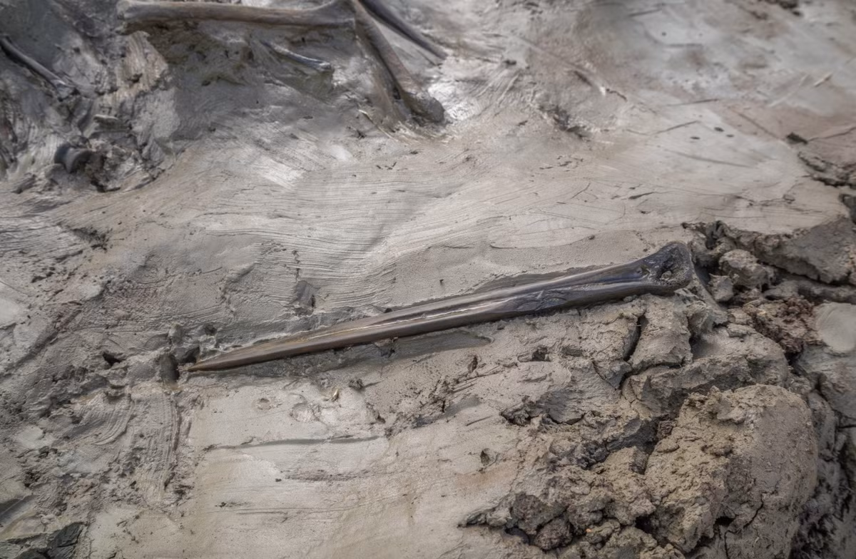 Song song với bộ hài cốt chó, nhóm chuyên gia còn tìm thấy bên cạnh là một con dao găm dài 25 cm, nó được làm hoàn toàn bằng xương. Ảnh: @Bảo Tàng Quốc Gia Thụy Điển.
