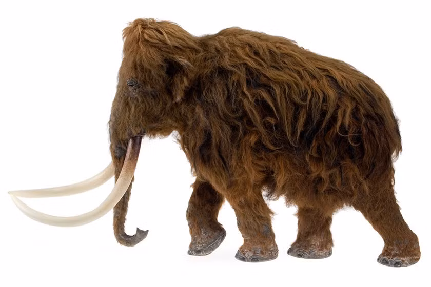 Hai loài động vật đi đầu trong cuộc thảo luận này là voi ma mút lông xoăn (một họ hàng gần của loài voi sống ở Bắc Cực) và chim bồ câu viễn khách (passenger pigeon) một loài chim nhỏ, màu xám với bộ ngực màu đỏ hồng từng cực kỳ phổ biến ở Bắc Mỹ. Ảnh: @Natural History Museum.