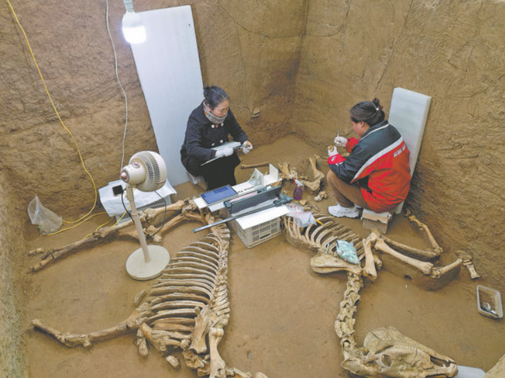 Gần đây, các nhà khảo cổ học động vật làm việc tại Di tích Âm Hử đã làm sáng tỏ chi tiết về cách người dân thời cuối nhà Thương sử dụng động vật. Ảnh: @Wang Ru/China Daily.