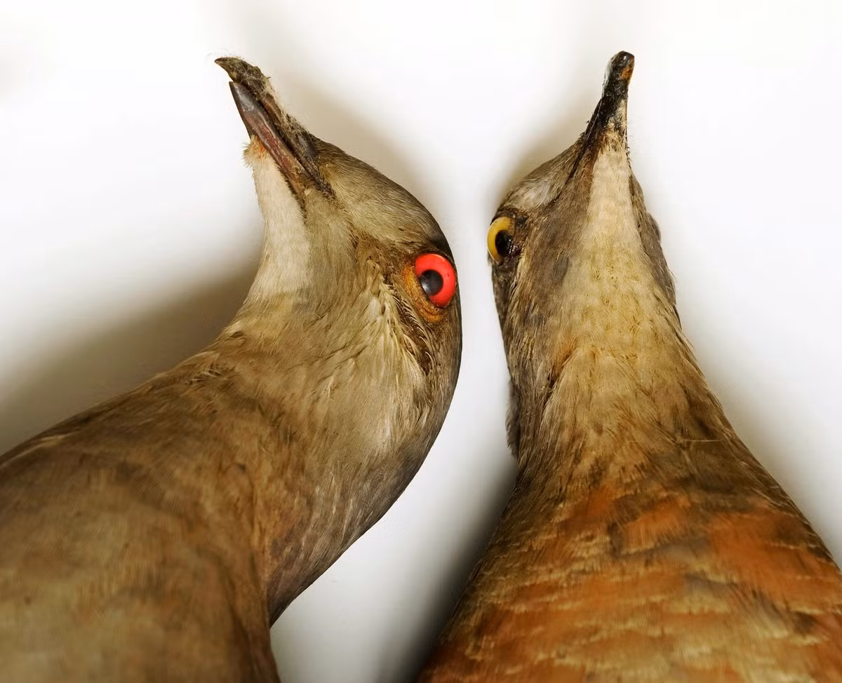 Nghiên cứu về việc hồi sinh cả hai loài đang được tiến hành suôn sẻ. Các nhà khoa học cho rằng, việc hồi sinh chúng hiện chỉ còn là vấn đề "khi nào", chứ không phải "nếu" nữa. Ảnh: @National Audubon Society.