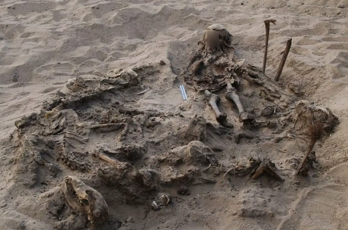 Điều đáng nói là bộ hài cốt của đứa trẻ này được đặt trên lớp hài cốt của tổng cộng 142 con chó, tất cả đều nằm trong cùng một ngôi mộ chôn cất. Ảnh: @Viện Nghiên Cứu CEI RAS.