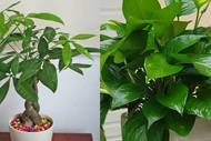 Học người Nhật trồng ngay 3 cây phong thủy hút lộc vào nhà