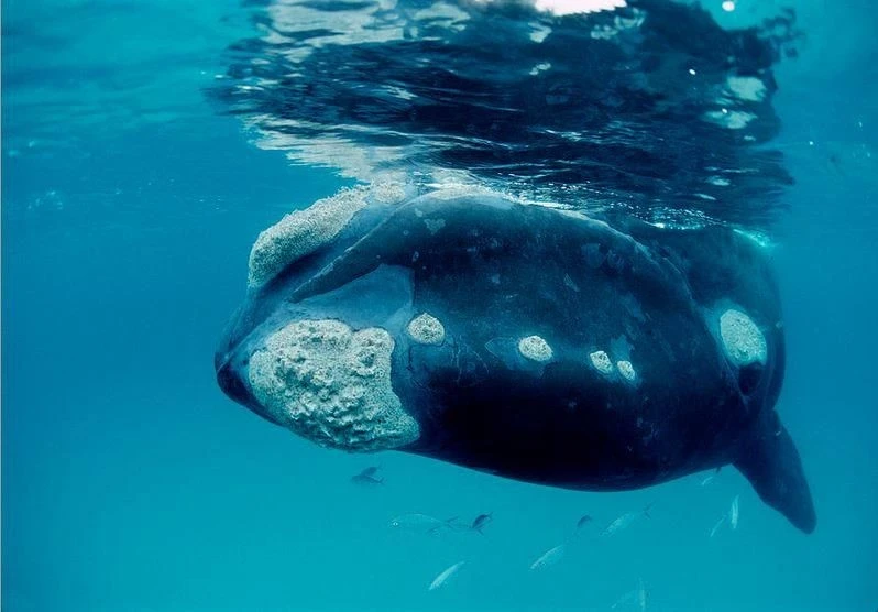 Cận cảnh loài động vật thọ nhất thế giới, sống tới 200 năm 