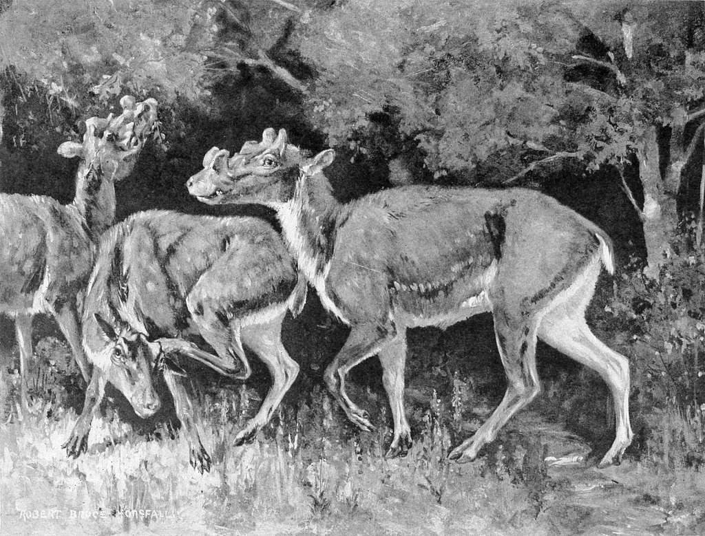 Kỳ lạ loài thú có 6 sừng, lai linh dương – hươu – trâu rừng cổ đại