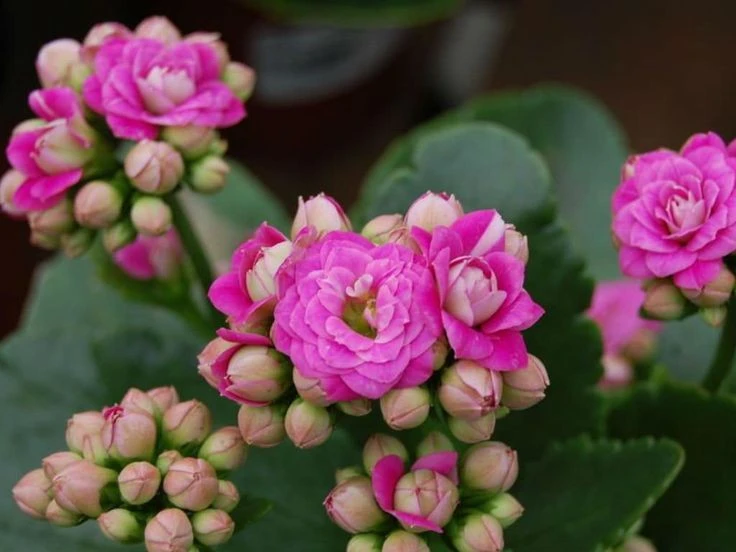 Bí ẩn cây thuốc bỏng hoa đẹp phổ biến khắp Việt Nam