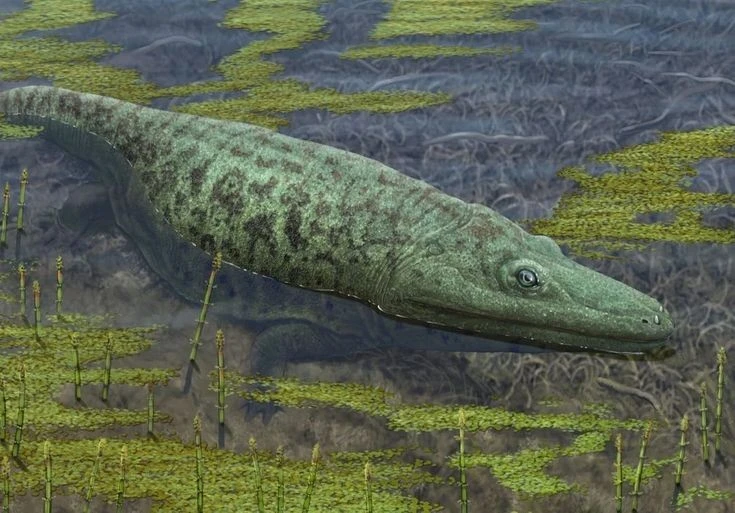 Lưỡng cư nửa cá nửa ếch to hệt tê giác từng thống trị đầm lầy