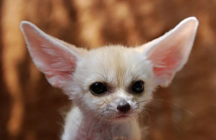 View - Kỳ thú loài chó hoang dã tí hon sống ở sa mạc Sahara | Báo Tri thức và Cuộc sống - TIN TỨC PHỔ BIẾN KIẾN THỨC 24H