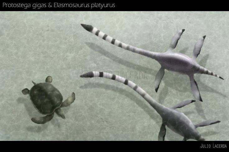 Loài rùa nặng 1 tấn từng bơi lội cùng khủng long 85 triệu năm trước 