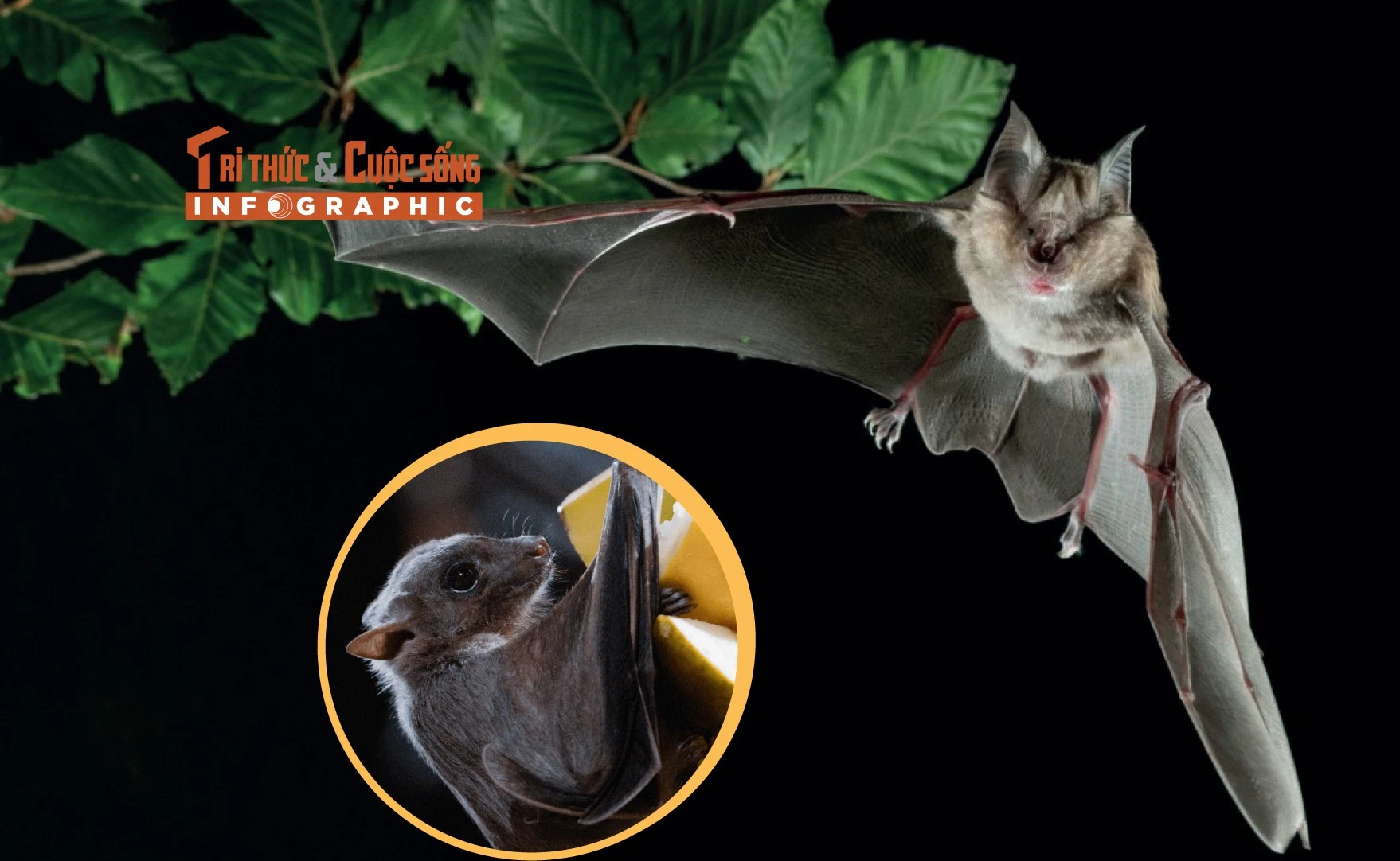 Infographic: Loạt sự thật kỳ thú về loài dơi 