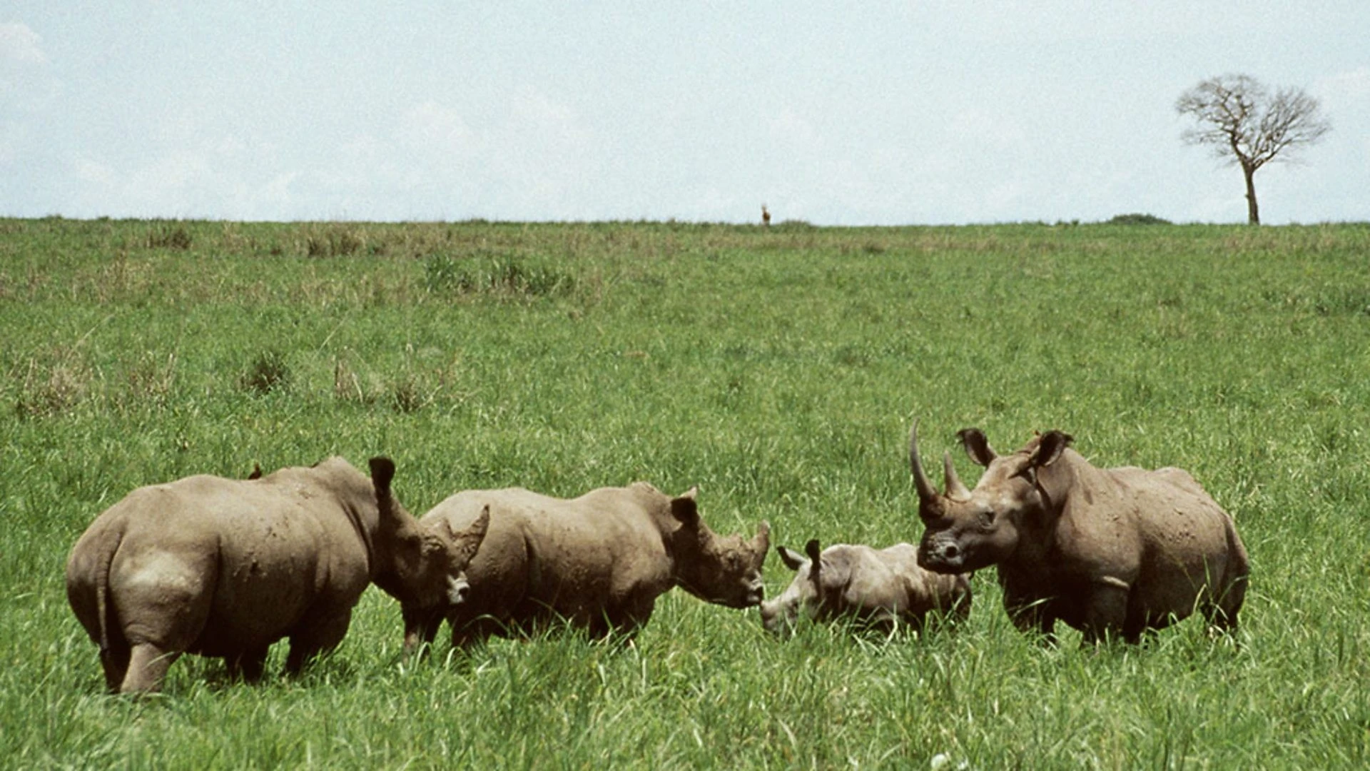 Khám phá nơi sinh sống kỳ bí của loài thú hiếm nhất thế giới