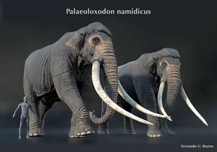 Loài voi nặng 15 tấn, ngà dài 4 mét từng thống trị lục địa Á - Âu