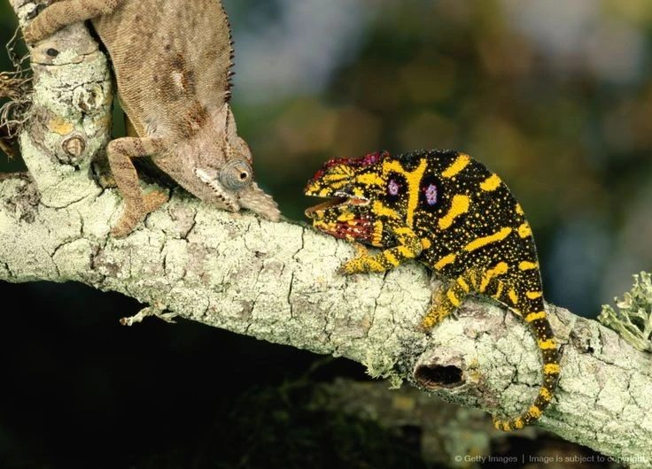 Tận mục loài bò sát kỳ quái nhất thế giới, chỉ có ở châu Phi 