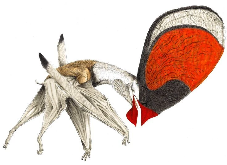 Kỳ dị loài thằn lằn bay có mào khổng lồ rực rỡ trên đầu 