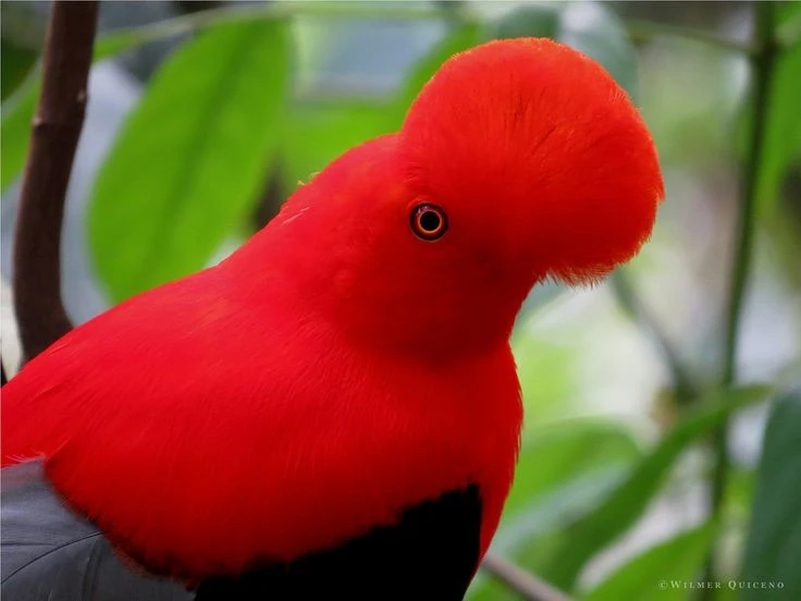 Chiêm ngưỡng loài chim có ngoại hình ấn tượng nhất Nam Mỹ