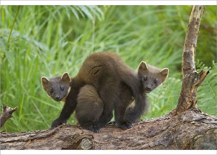 Khả năng đặc biệt của loài chồn 'thống trị' châu Âu