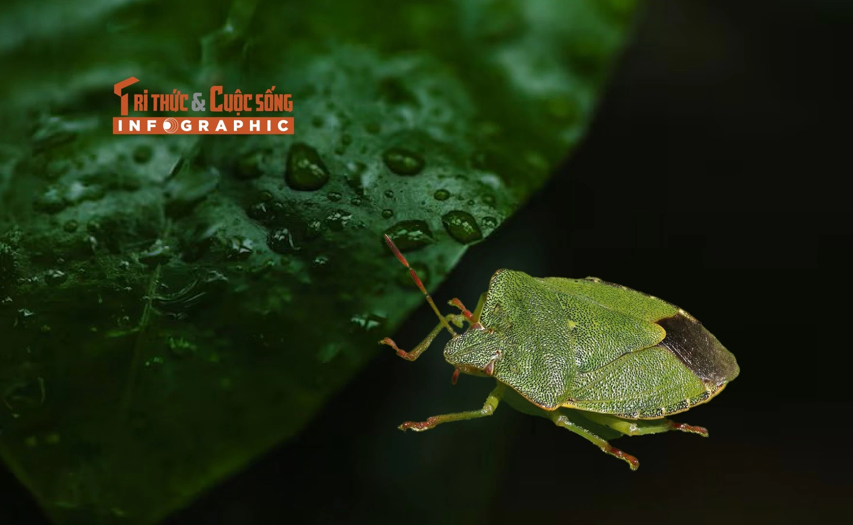 [INFOGRAPHIC] Loài côn trùng hôi đến nỗi ai cũng ghét 