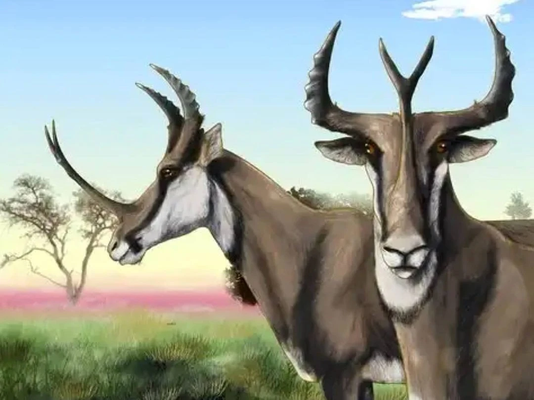 Khó tin loài vật móng guốc có cặp sừng dị nhất thế giới 