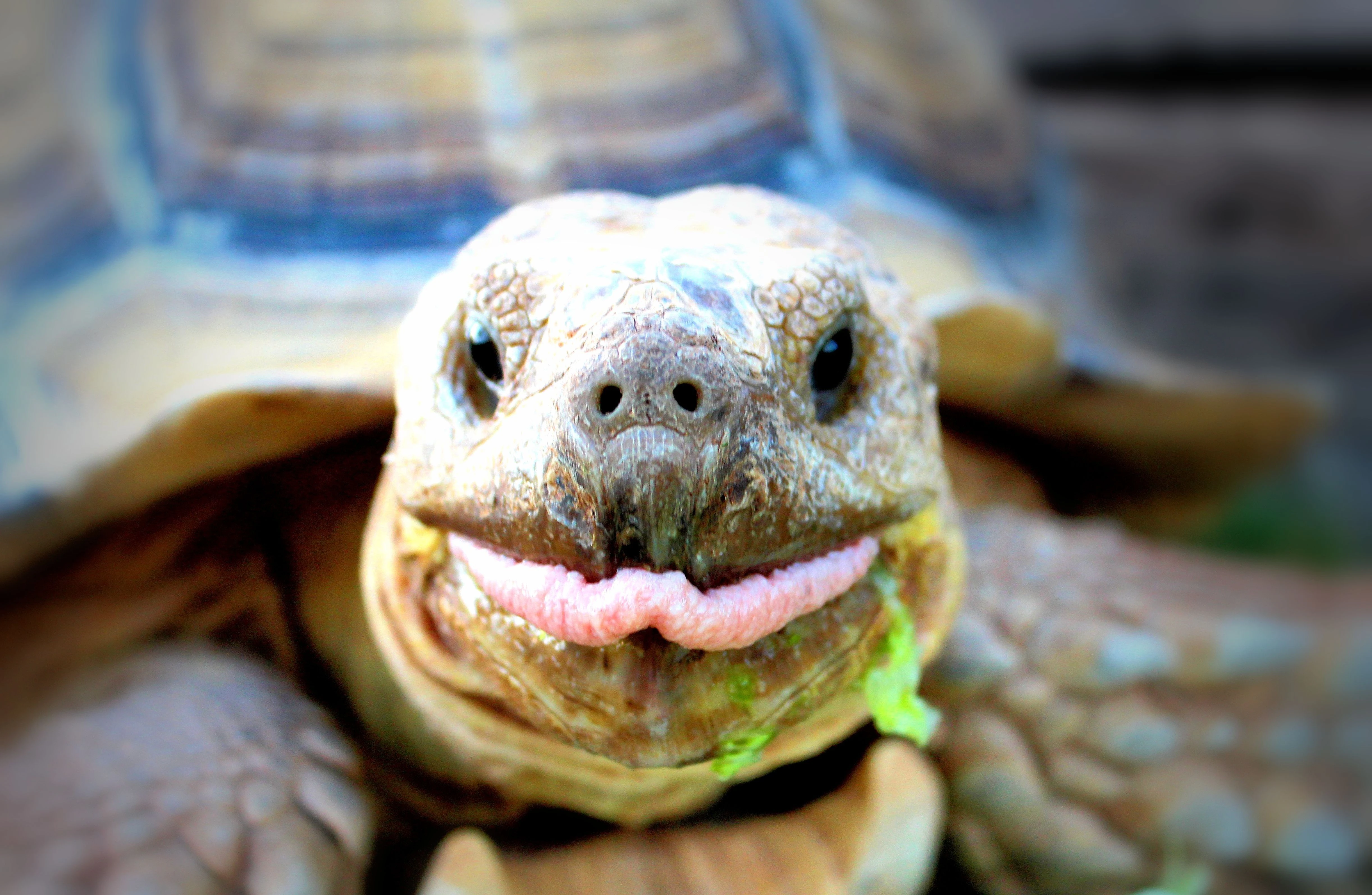 Độc đáo loài rùa cựa châu Phi, mai phồng lên hình kim tự tháp 