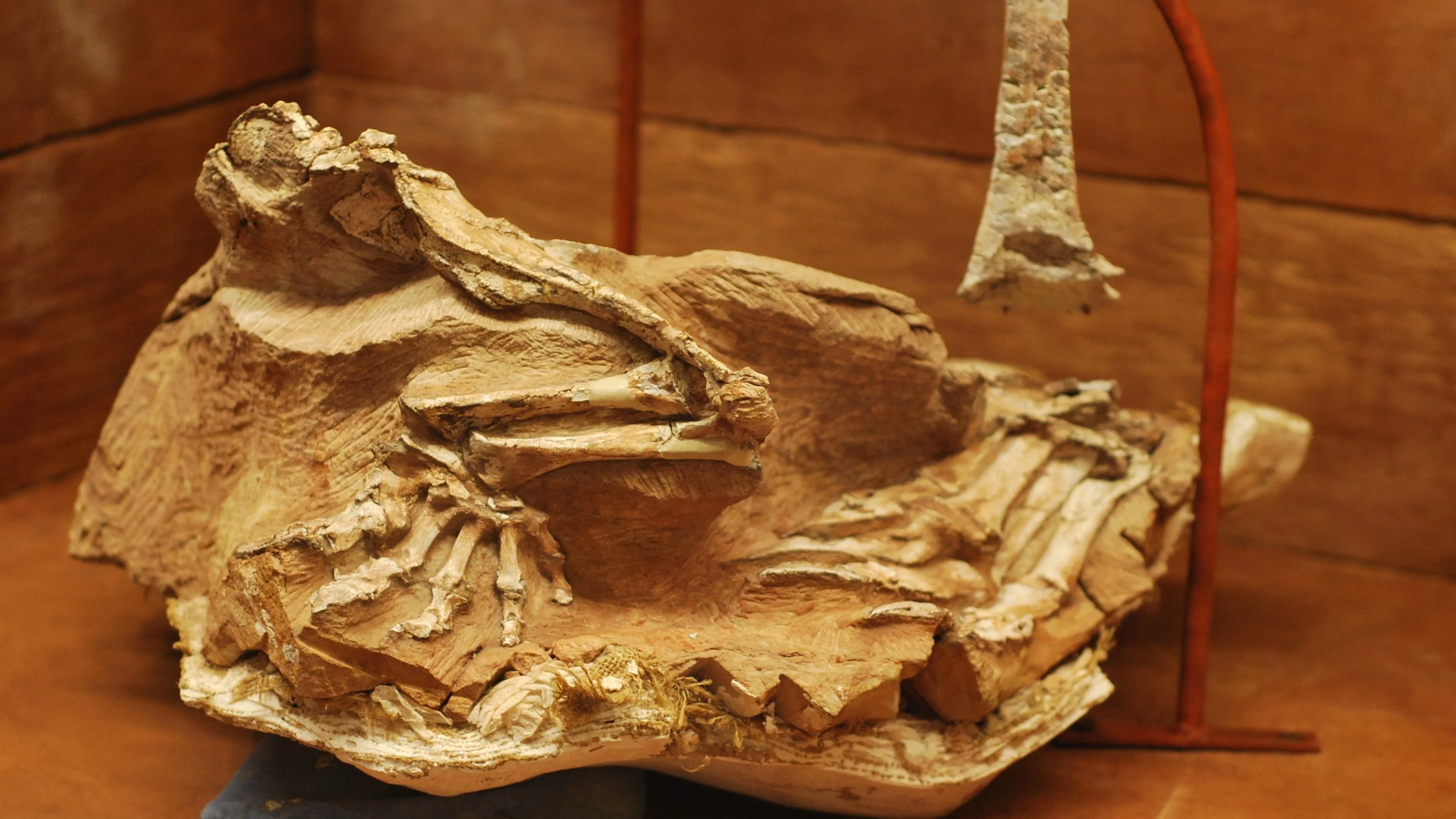 Hóa thạch đẹp hoàn hảo của loài khủng long được mệnh danh là 'thần cát'