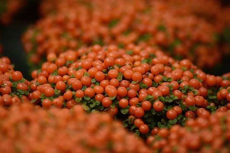 Loài cây tí hon ra quả chi chít như đá quý, dân sành lùng làm cảnh 