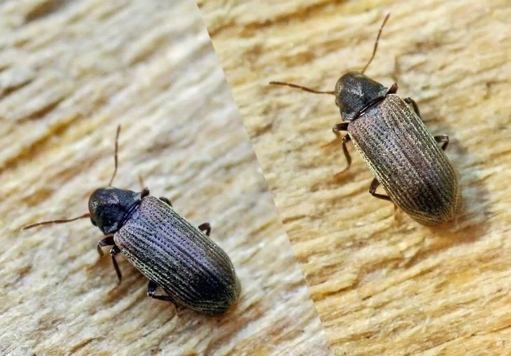 Sức công phá kinh hoàng của loài côn trùng tí hon có khắp toàn cầu