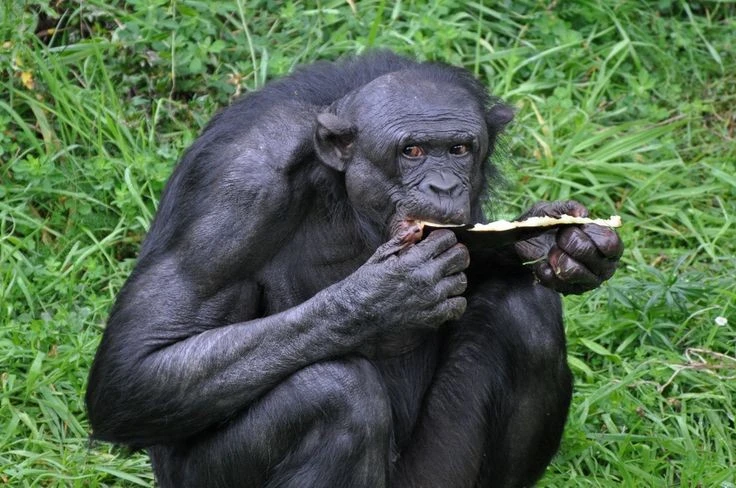 Sự thật giật mình về họ hàng gần gũi nhất với con người còn tồn tại 