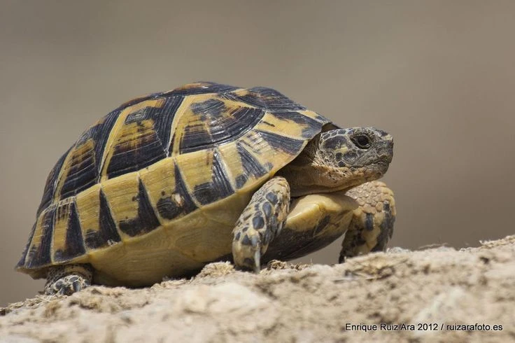 Rùa cạn Hy Lạp sở hữu đặc điểm sinh tồn kỳ bí, sống thọ ngang trời đất