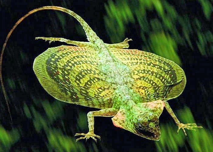 Sự thật thú vị về loài thằn lằn bay có nhiều ở Việt Nam