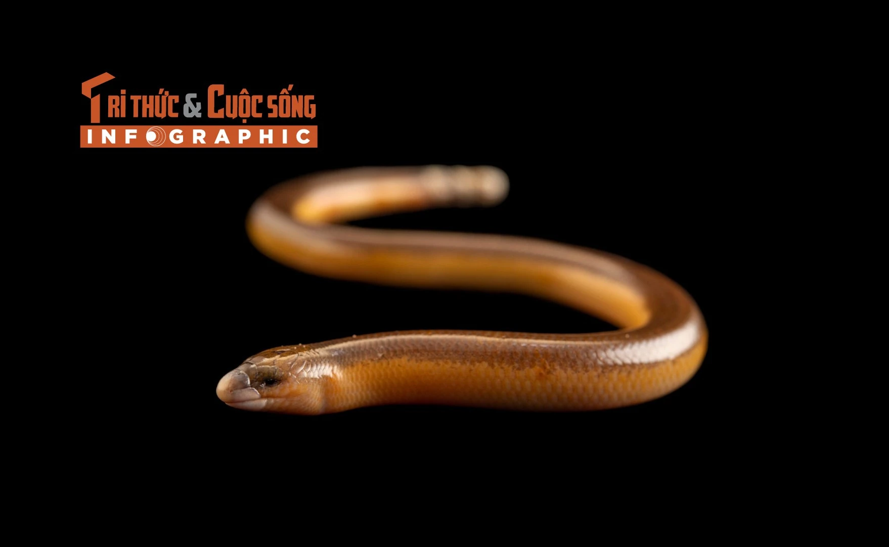 [INFOGRAPHIC] Loài thằn lằn không chân kỳ lạ 