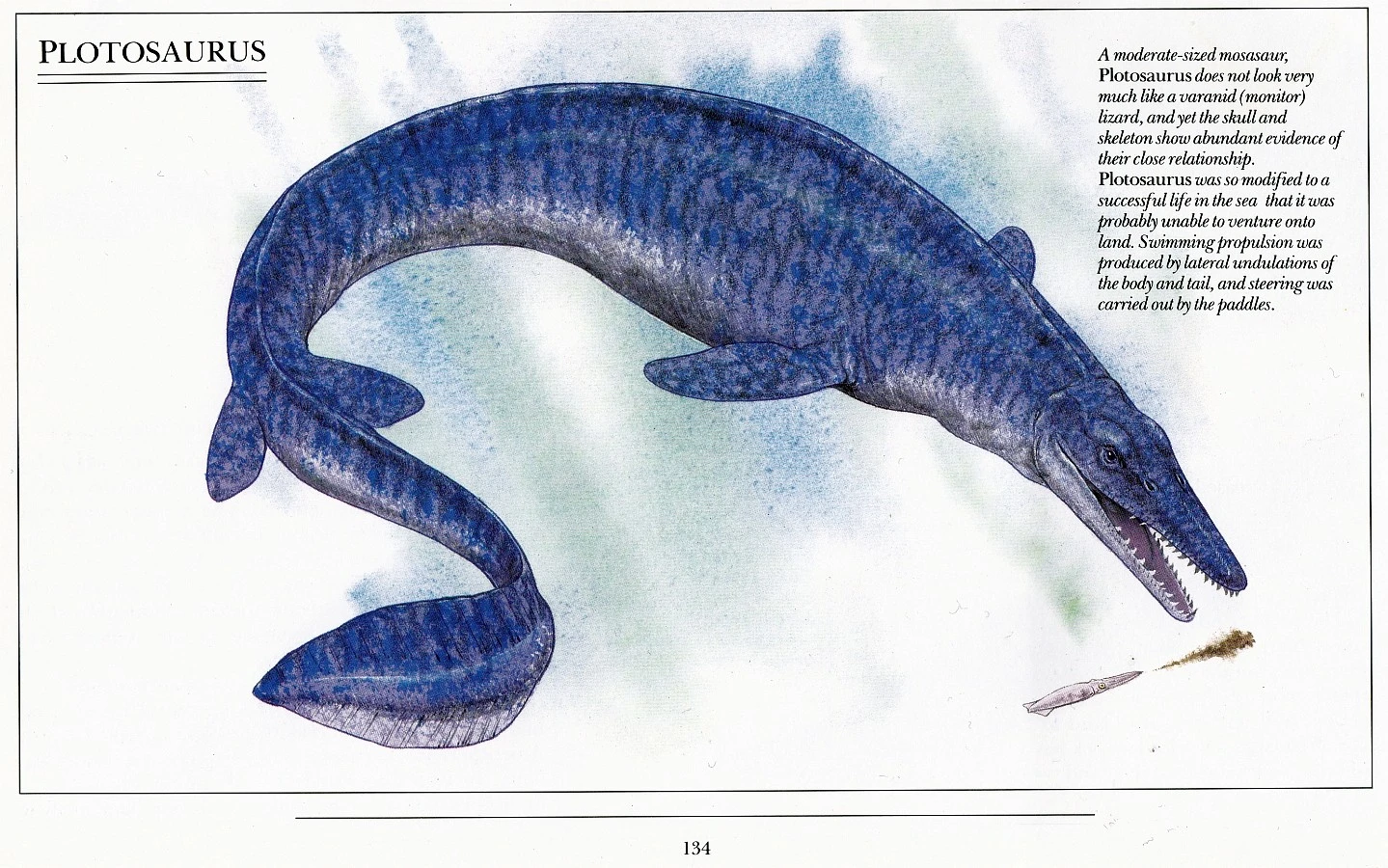 Siêu 'quái thú' mệnh danh 'tàu ngầm sống', bơi nhanh như tên lửa 