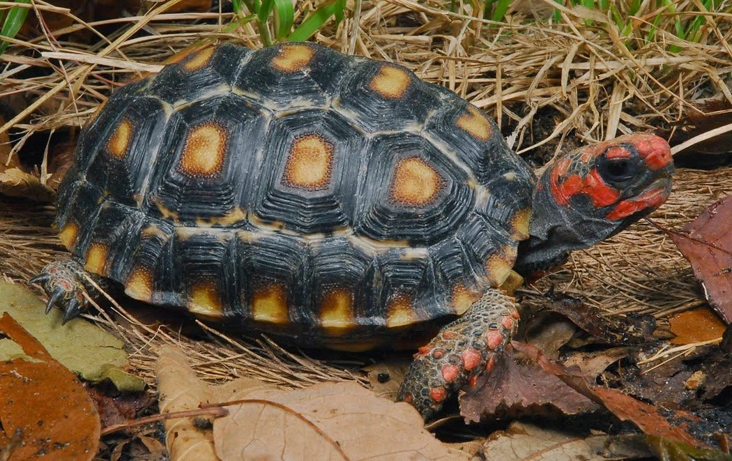 Cận cảnh loài rùa có màu sắc kỳ lạ, dân chơi ráo riết lùng