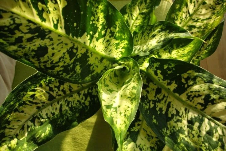 Độc tính đáng sợ của loài 'cây câm' nhiều người Việt trồng trong nhà