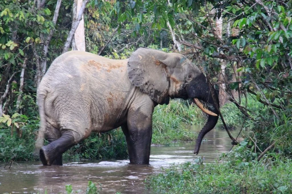 Loạt sự thật bất ngờ về loài voi nhỏ nhất thế giới