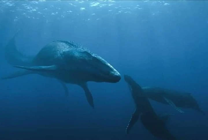 Bộ răng tròn kỳ lạ của bò sát biển khổng lồ, hộp sọ cực dày 